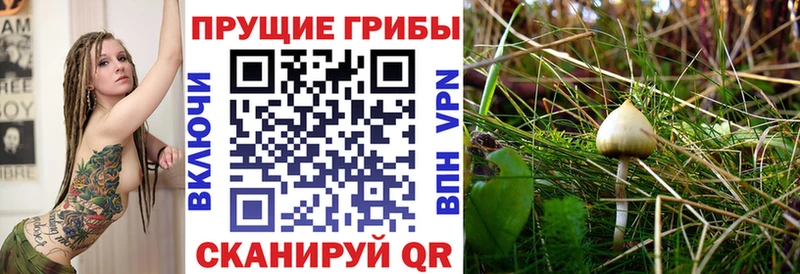 Купить где  Избербаш  Галлюциногенные грибы MAGIC MUSHROOMS 
